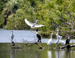Water Birds Of North Georgia Marsh Birds The Landings Savannah Ga Nature Pictures Savannah Chat Nature