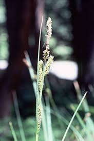 Image result for Carex angolensis