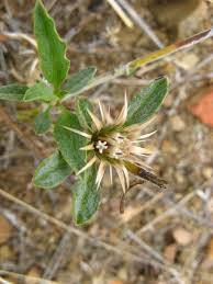 Image result for Dicoma capensis