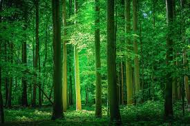 Image result for wallpaper