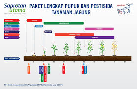 Yanti triguna dan erawati bqtr. Jenis Pupuk Jagung Untuk Mendapatkan Hasil Yang Bagus