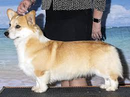 Pembroke welsh corgi puppies are adorable puppies, we have a few puppies for sale. Rocky L Ranch
