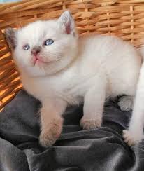 british shorthair bursa nilufer safkan british shorthair disi erkek kediajans com cins kedi sahiplendirme ilanlari
