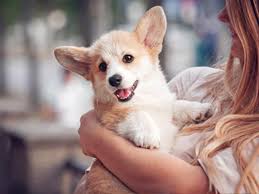 We did not find results for: Advice Caring For A New Puppy Getting A Dog Kennel Club