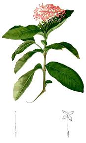 Image result for Ixora sp. A