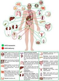 (you can learn more about our rating system and how we pick each item here.). Frontiers Body Localization Of Ace 2 On The Trail Of The Keyhole Of Sars Cov 2 Medicine