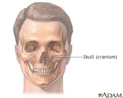 The bones of the skull and face are designed to protect the brain,. Head And Face Reconstruction Information Mount Sinai New York