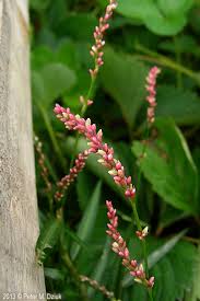 Image result for Persicaria glomerata
