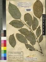 Image result for Suregada procera