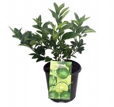 Persian lime trees reach a height of about 20 feet, and their rounded, dense branches spread out about 20 feet. Everbearing Persian Lime Tree Fruit Bearing Size Branched 8 Pot Citrus Potted Trees Fruit Trees Citrus Trees