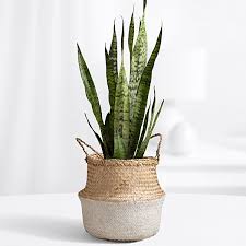 Modern And Elegant Our Sansevieria Floor Plant Commonly Called The Snake Plant Will Add A Touch Of Style To Any S Snake Plant Decor Snake Plant Floor Plants