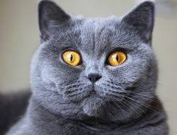 Kedi Isimleri Erkek Disi Kedi Isimleri Miyhav Com