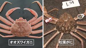北海道で大量発生中の厄介者「オオズワイガニ」 「松葉がに」とよく似ている？味は？ 成長速度約4倍…カニ相場への影響に警戒感も | TBS NEWS  DIG (2ページ)