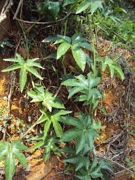 Image result for Ipomoea mauritiana