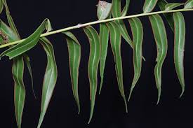 Image result for Pteris burtonii