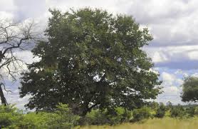 Image result for Baikiaea