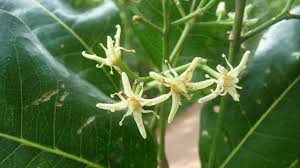 Image result for Strombosia