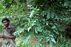 Image result for Erythrophleum