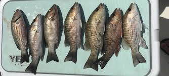 It is the smallest of the major species, maturing by the time it is 6 inches long. Mangrove Snapper Grey Snapper Blue Line Fishing Charters Llc