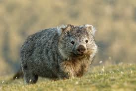 Image result for Common wombat