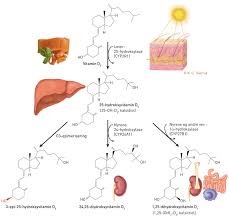 Du vil deretter motta en klassifisering som forteller deg ha slags nivå det ligger på. Hvordan Male Vitamin D Status Tidsskrift For Den Norske Legeforening