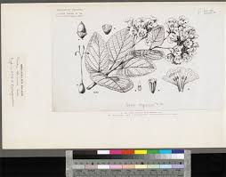 Image result for Cordia africana