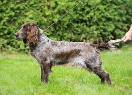 Image result for německý křepelák postava