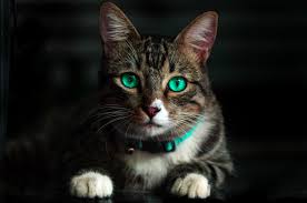 Licking wool vertical video stock videoby darksoul720/0. Brown Cat With Green Eyes Free Stock Photo