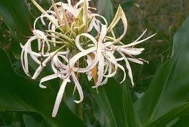 Image result for Crinum walteri