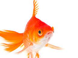 Can Saltwater Fish Live In Fresh Water Live Science