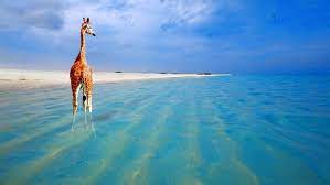 Your all inclusive aruba resort awaits. Aruba L Isola Felice Dei Caraibi
