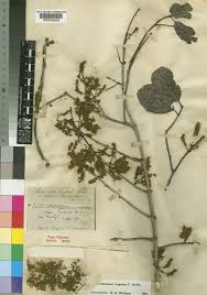 Image result for Combretum adenogonium
