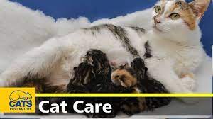 Caring For Cats During Labour - Youtube