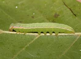 Image result for Pellaea angulosa