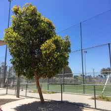 Image result for Lophostemon confertus