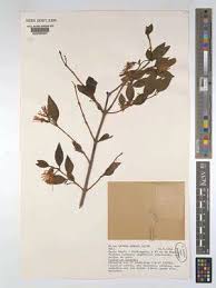 Image result for Englerina muerensis