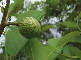 Image result for Lasiodiscus mannii