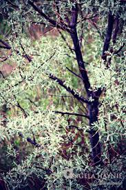 Pin By Debbie L On Garden Love Russian Olive Tree Olive Tree Backyard