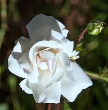 Check spelling or type a new query. 14 Rose Colors Meanings For A Thoughtful Bouquet