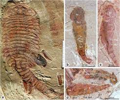 A fossil is any evidence of life t. Anamorphic Development And Extended Parental Care In A 520 Million Year Old Stem Group Euarthropod From China Bmc Ecology And Evolution Full Text