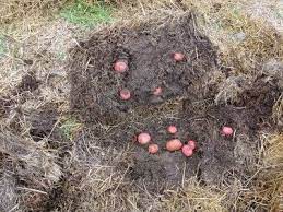 Pin On Plant It Veggie Garden
