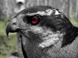 Large Grey Bird With Black And White Head 10 Most Downright Ferocious Or Ill Tempered Animals Listverse Animals Northern Goshawk Raptors Bird