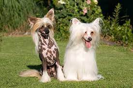 A few coat and color: Chinese Crested Dog Breed Information