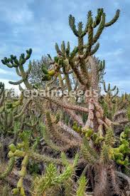 Image result for Austrocylindropuntia