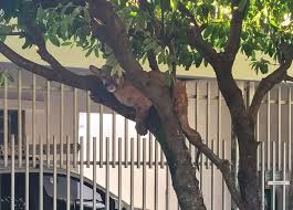 Bombeiros resgatam filhote de onça-parda encontrado em árvore em Birigui