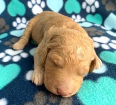 The miniature goldendoodle is crossbred mix of a golden retriever and poodle. Valley View Doodles Of New York Labradoodle And Goldendoodle Puppies Labradoodle Breeder In Ny Goldendoodle Breeder In Ny Goldendoodle Puppies Goldendoodles Goldendoodles Upstate Ny Labradoodle Puppies