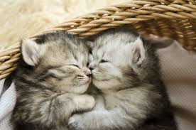 100 wallpaper kucing lucu dan comel kualitas hd kucing anggora, persia, maine coon. Populer Gambar Lucu Kucing Tidur Gambar Lucu
