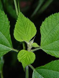 Image result for Boehmeria nivea