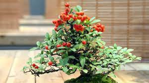 Maybe you would like to learn more about one of these? Bonsai Trees Can Grow Full Sized Fruit Mental Floss