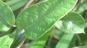 Image result for Sphedamnocarpus pruriens